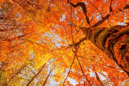 Journée nationale de la qualité de l'air